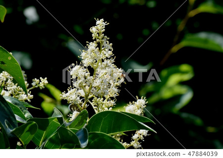 White Murmurs' Flower Blooming in Mitaka Nakahara White Murmurs' Flower Blooming in Mitaka Nakahara 47884039