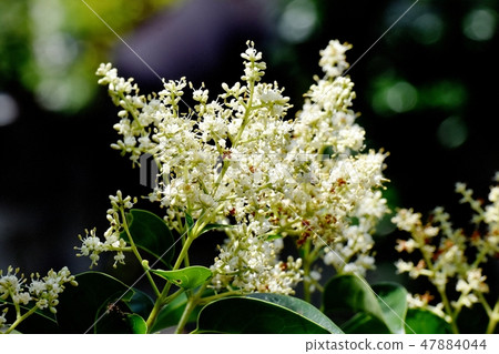 White Murmurs' Flower Blooming in Mitaka Nakahara 47884044