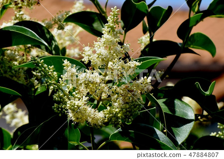 在三鷹中原的白色Murmurs花盛開 47884807