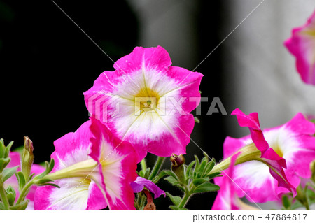 Pink and blooming petunia in Mitaka Nakahara 47884817