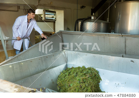 Man controlling crushing of grapes 47884880