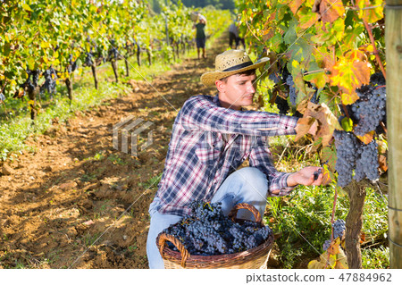 Farmer harvesting blue grapes Farmer harvesting blue grapes 47884962