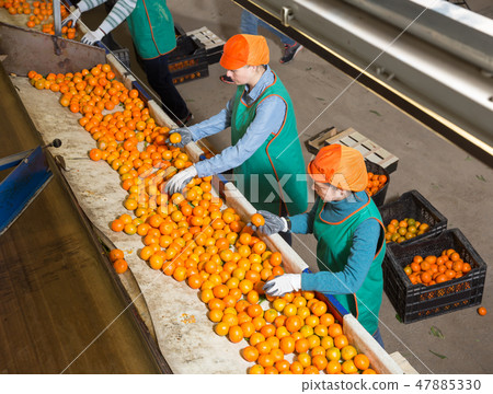Two focused women working on citrus sorting line Two focused women working on citrus sorting line 47885330