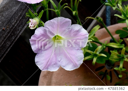 Mitaka Nakahara Thin pink petunia that blooms during the rainy season 47885362