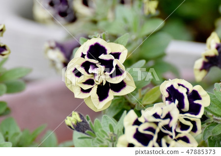 在三鷹中原（花園）盛開的深紫色雙矮牽牛 47885373