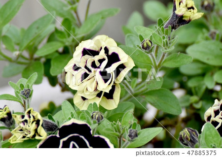 Dark purple double petunia blooming in Mitaka Nakahara (flower garden) Dark purple double petunia blooming in Mitaka Nakahara (flower garden) 47885375