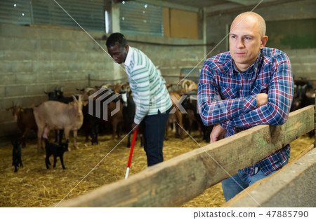 Portrait of man goat breeder Portrait of man goat breeder 47885790