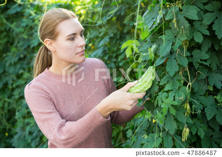 Woman taking care of chinese cucumber Woman taking care of chinese cucumber 47886487