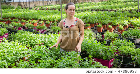 Woman checking mint in hothouse 47886958