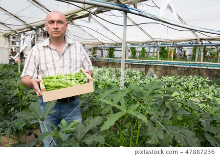 Portrait of man horticulturist standing with crate of okra Portrait of man horticulturist standing with crate of okra 47887236