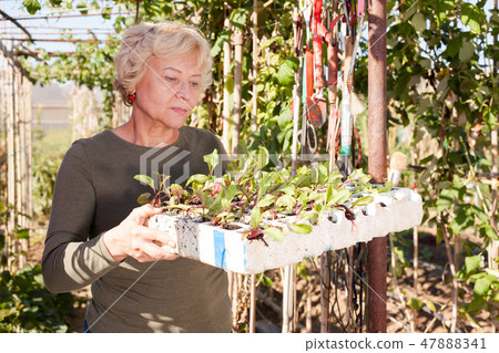 Woman holding box of seedlings of greens Woman holding box of seedlings of greens 47888341