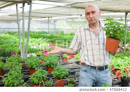 Male farmer working with mint plants Male farmer working with mint plants 47888412