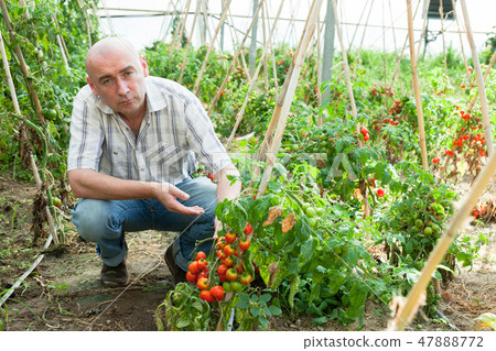Professional gardener working with tomatoes in sunny greenhouse Professional gardener working with tomatoes in sunny greenhouse 47888772