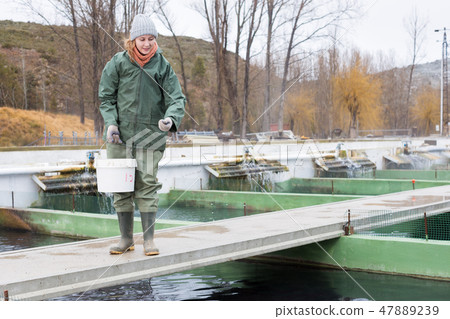 Female owner on sturgeon farm feeding fish 47889239