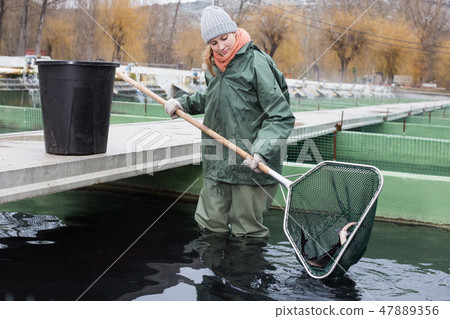 Woman standing in fish tank catching fish on farm Woman standing in fish tank catching fish on farm 47889356