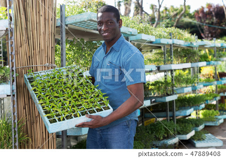 gardener holding crate with seedling in greenhouse 47889408