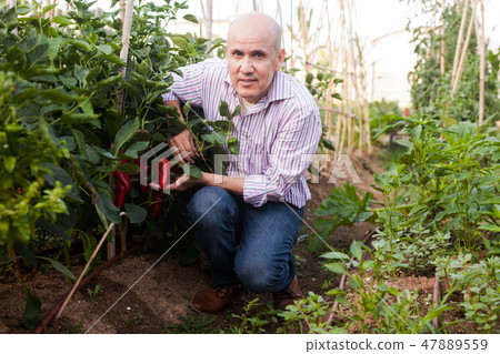 Gardener checking red peppers harvest Gardener checking red peppers harvest 47889559
