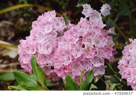 Karmia盛開在三鷹中原(美國杜鵑花) Karmia盛開在三鷹中原(美國杜鵑花) 47889637