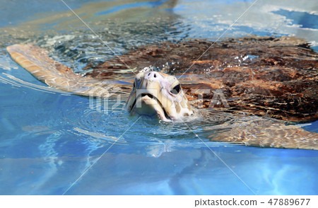 Green Turtle 47889677