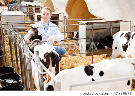 Veterinarian inspecting calves in dairy farm Veterinarian inspecting calves in dairy farm 47889678