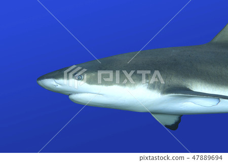 Reef Shark 47889694