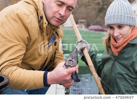 Owner of sturgeon farm with worker inspecting fish Owner of sturgeon farm with worker inspecting fish 47889697