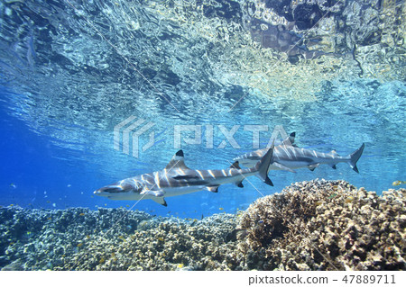 Blacktip Reef Sharks 47889711