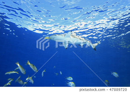Blacktip Reef Shark 47889720