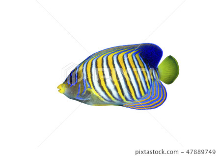 Regal Angelfish Regal Angelfish 47889749