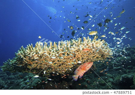 Reefscene with Fish and Corals 47889751
