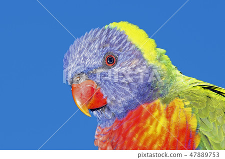 Rainbow Lorikeet Rainbow Lorikeet 47889753