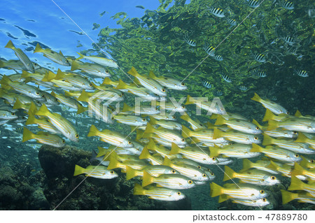 School of Snapper 47889780