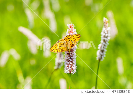 [Nagano Prefecture] Kirigamine/Yashima Marsh, Butterfly sucking nectar of Ibukitoranoo 47889848