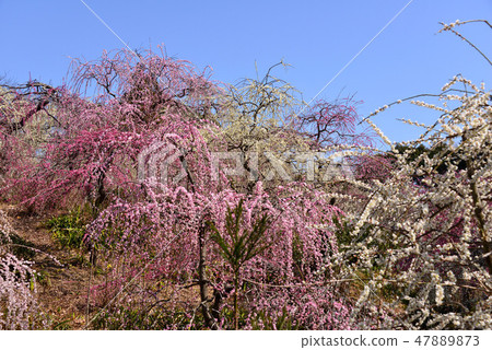 龍神社的梅花 47889873