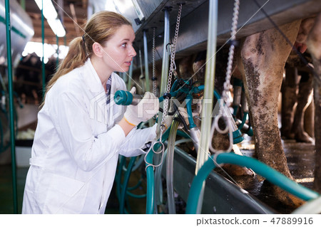 Woman working at milking line 47889916