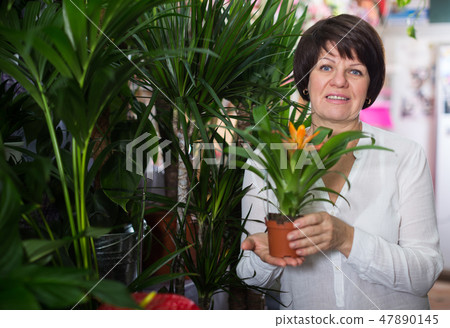 Customer choosing bromelia 47890145