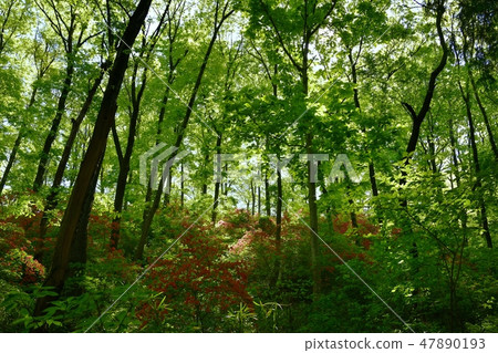 Yamatozu flower and fresh green forest Yamatozu flower and fresh green forest 47890193