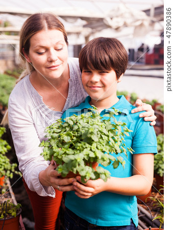 Little boy with mother working with peppermint seedlings in greenhouse 47890386