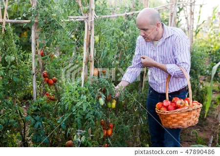 Man harvesting tomatoes Man harvesting tomatoes 47890486