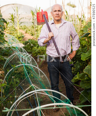 Gardener working in glasshouse Gardener working in glasshouse 47890525