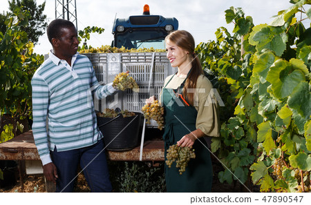 Two workers harvesting grapes Two workers harvesting grapes 47890547