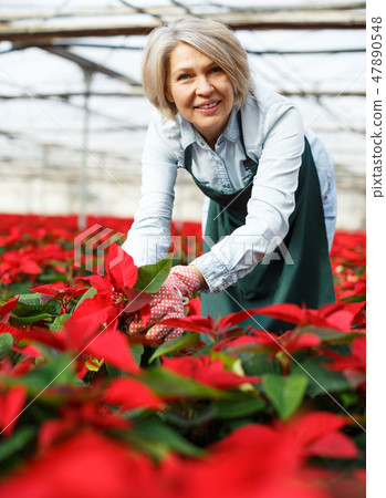 Female arranging poinsettia plants in glasshouse Female arranging poinsettia plants in glasshouse 47890548