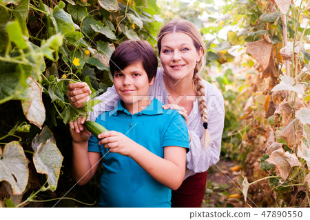 Woman gardener picking cucumbers with little boy together in sunny garden Woman gardener picking cucumbers with little boy together in sunny garden 47890550