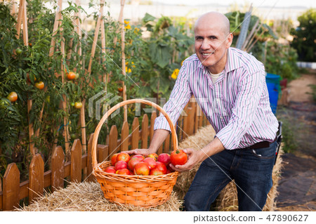 Gardener with tomatoes harvest Gardener with tomatoes harvest 47890627