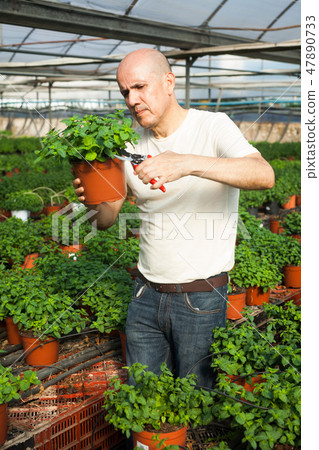 Gardener working with mint plants Gardener working with mint plants 47890733