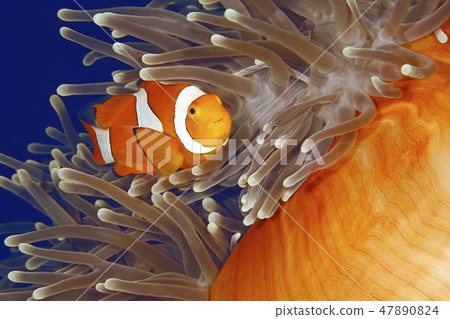 Clown Anemonefish Clown Anemonefish 47890824