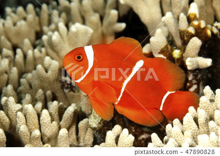 Spinecheek Anemonefish 47890828