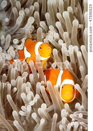 Two Clownfish 47890829