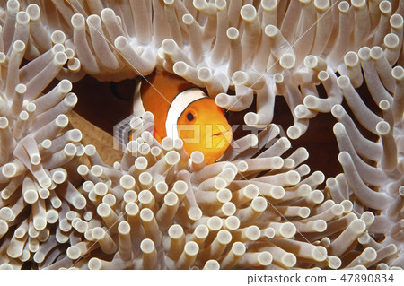 Clownfish Clownfish 47890834