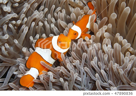 Two Clown Anemonefish 47890836